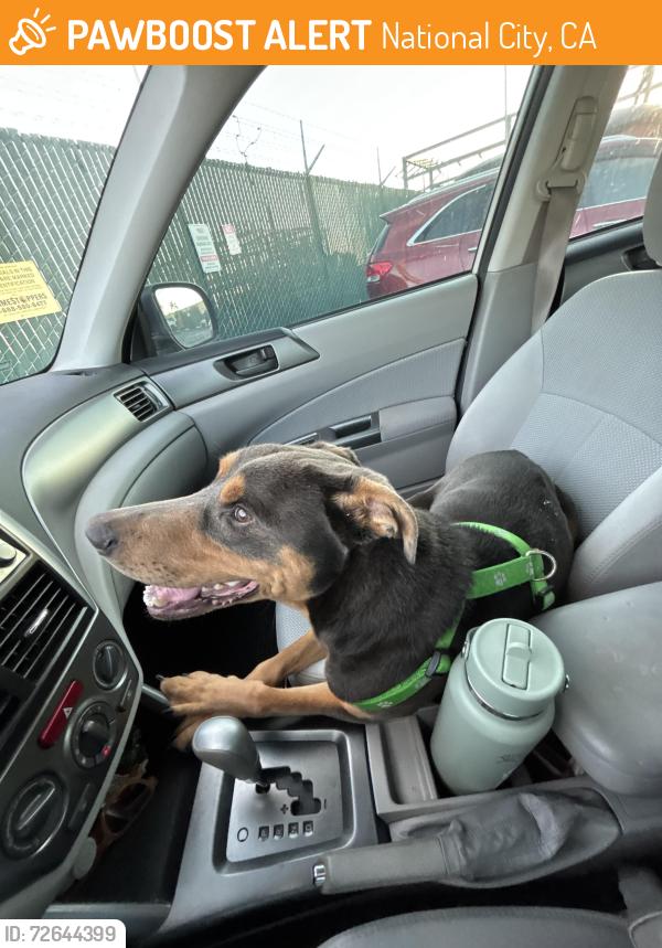 Found/Stray Male Dog last seen Stiiizy/ Harley Davidson , National City, CA 91950