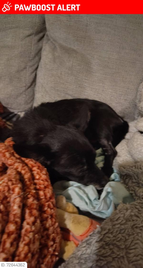 Lost Female Dog last seen Old Emerson bridge Rd and Bryant Rd Anderson SC 29621, Anderson County, SC 29621