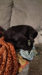 Lost Female Dog last seen Old Emerson bridge Rd and Bryant Rd Anderson SC 29621, Anderson County, SC 29621