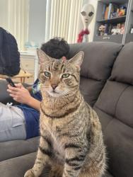 Lost Male Cat last seen Palm Isles, Homestead, FL 33035