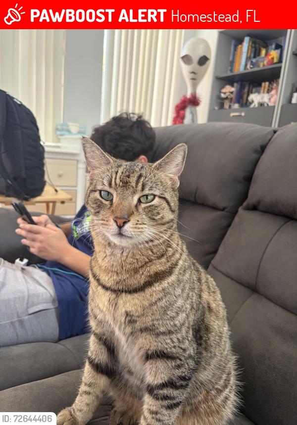 Lost Male Cat last seen Palm Isles, Homestead, FL 33035