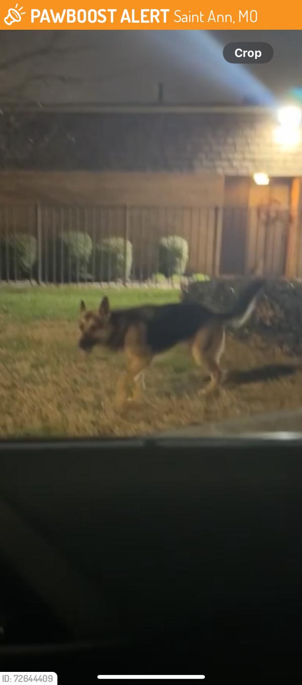 Found/Stray Male Dog last seen Douglas Ct and Country Ln, Saint Ann, MO 63074