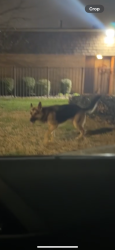 Found/Stray Male Dog last seen Douglas Ct and Country Ln, Saint Ann, MO 63074
