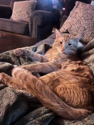 Lost Male Cat last seen primrose ct iowa city iowa, Iowa City, IA 52240