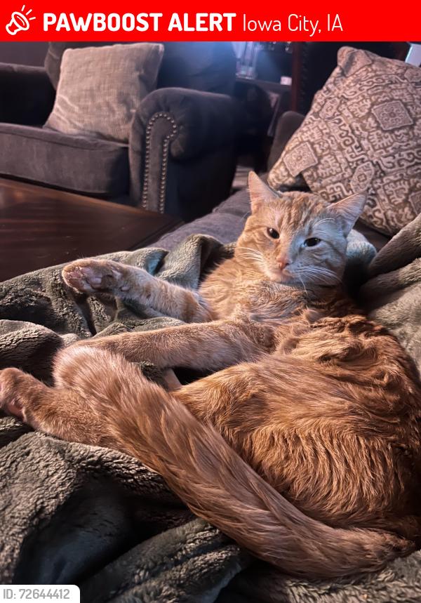 Lost Male Cat last seen primrose ct iowa city iowa, Iowa City, IA 52240