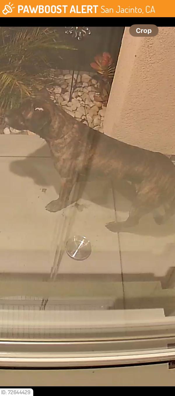 Found/Stray Unknown Dog last seen 7th and cawston, San Jacinto, CA 92583