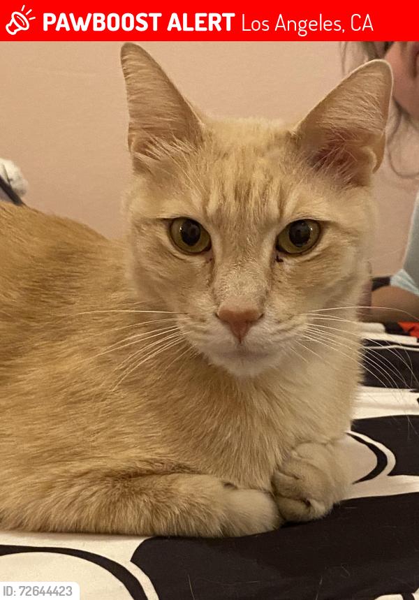 Lost Male Cat last seen White Oak, Los Angeles, CA 91324
