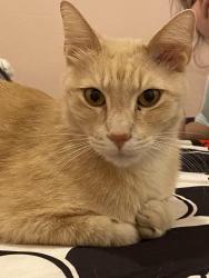 Lost Male Cat last seen White Oak, Los Angeles, CA 91324