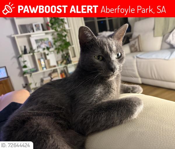 Lost Male Cat last seen hmstd Drive, Aberfoyle Park, SA 5159