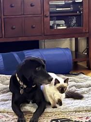 Lost Female Dog last seen 37th&McKinley ave, Tacoma, WA 98408
