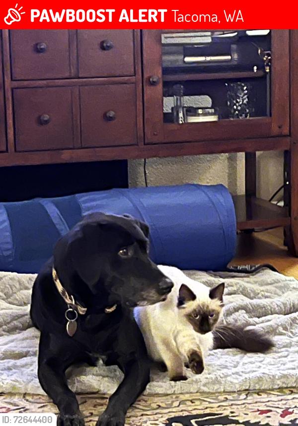 Lost Female Dog last seen 37th&McKinley ave, Tacoma, WA 98408