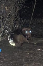 Found/Stray Unknown Dog last seen Wiley Lewis and pleasant garden rd, Greensboro, NC 27406