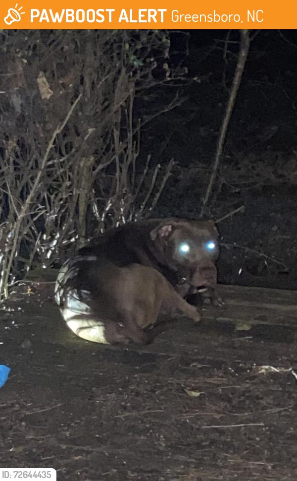 Found/Stray Unknown Dog last seen Wiley Lewis and pleasant garden rd, Greensboro, NC 27406
