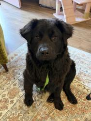 Found/Stray Male Dog last seen Penn Ave, Oklahoma City, OK 73108