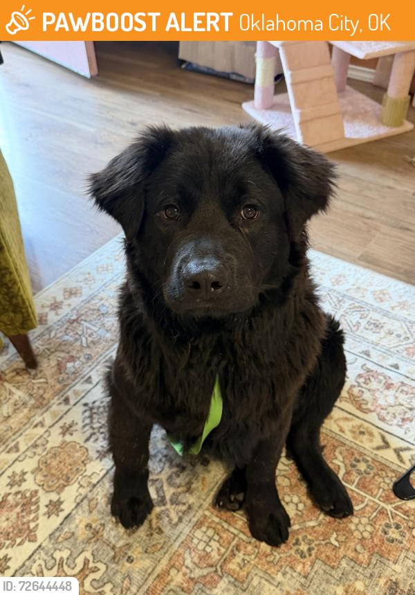 Found/Stray Male Dog last seen Penn Ave, Oklahoma City, OK 73108