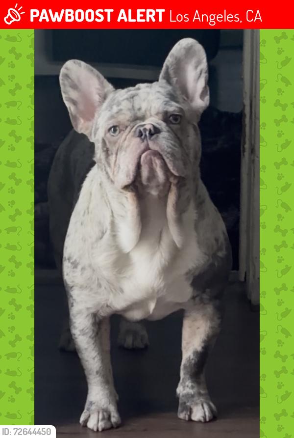 Lost Male Dog last seen Edgemont and Sunset Blvd, Los Angeles, CA 90038