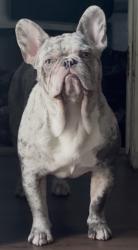 Lost Male Dog last seen Edgemont and Sunset Blvd, Los Angeles, CA 90038