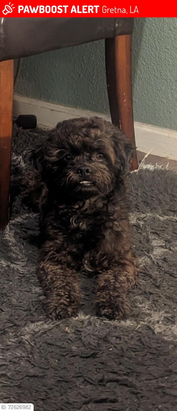 Lost Male Dog last seen Claire between or near 19th and 21st, Gretna, LA 70053