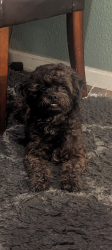 Lost Male Dog last seen Claire between or near 19th and 21st, Gretna, LA 70053