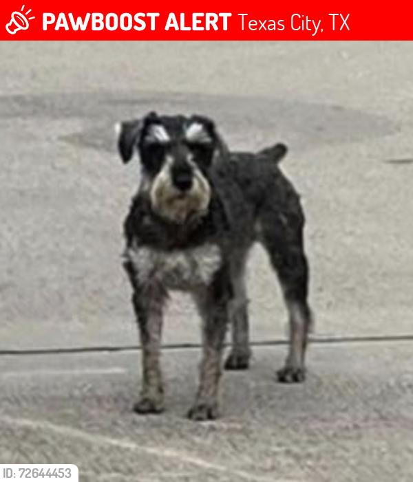 Lost Male Dog last seen Amburn St & 25th Ave No , Texas City, TX 77591