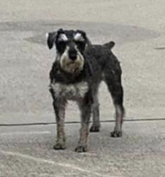 Lost Male Dog last seen Amburn St & 25th Ave No , Texas City, TX 77591