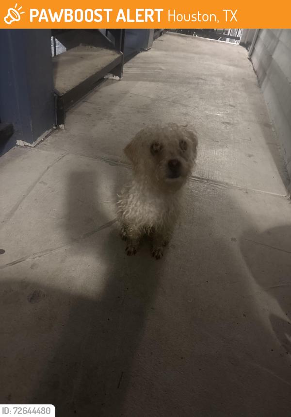 Found/Stray Female Dog last seen briar forest and wilcrest, Houston, TX 77042