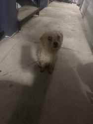 Found/Stray Female Dog last seen briar forest and wilcrest, Houston, TX 77042