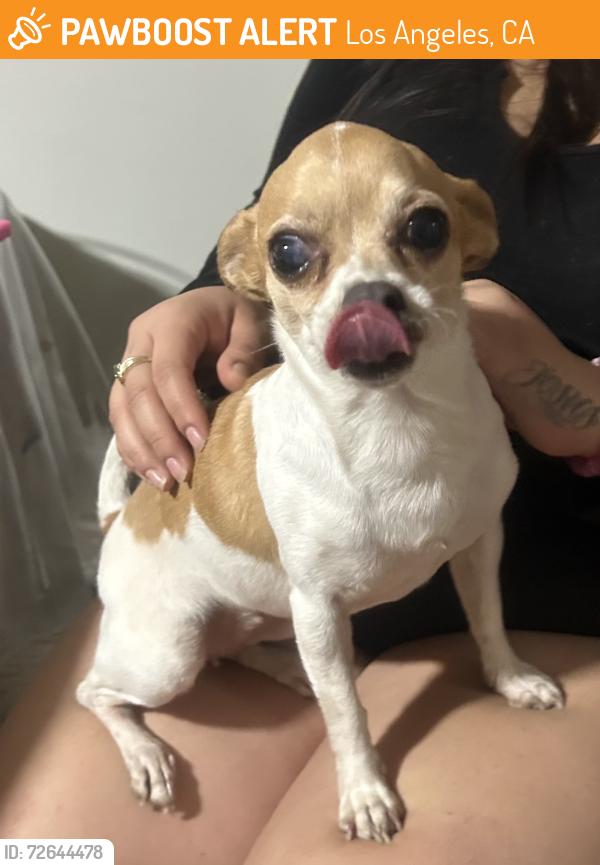 Found/Stray Female Dog last seen Near W 28th St Los Angeles, CA  90018 United States, Los Angeles, CA 90018
