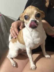 Found/Stray Female Dog last seen Near W 28th St Los Angeles, CA  90018 United States, Los Angeles, CA 90018