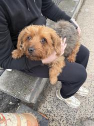 Found/Stray Male Dog last seen Near 45th , North Bergen, NJ 07047