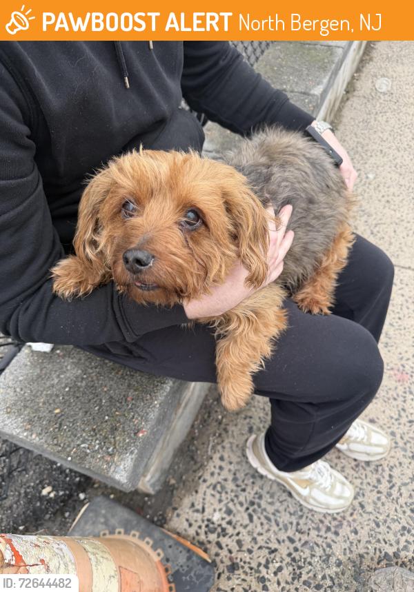 Found/Stray Male Dog last seen Near 45th , North Bergen, NJ 07047
