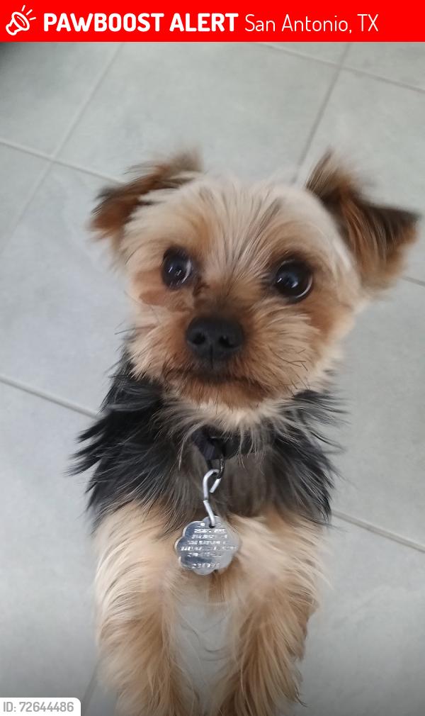 Lost Male Dog last seen James Masters Elementary School, San Antonio, TX 78109