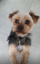 Lost Male Dog last seen James Masters Elementary School, San Antonio, TX 78109