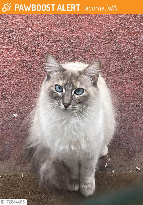 Found/Stray Unknown Cat last seen 80th, Tacoma, WA 98408
