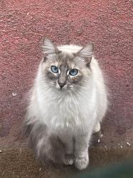 Found/Stray Unknown Cat last seen 80th, Tacoma, WA 98408