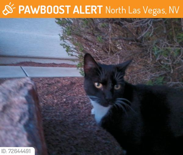Found/Stray Male Cat last seen Craig Road off of Clayton Street, North Las Vegas, NV 89031