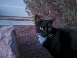 Found/Stray Male Cat last seen Craig Road off of Clayton Street, North Las Vegas, NV 89031