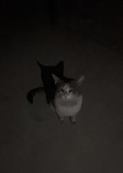 Found/Stray Unknown Cat last seen Near N Lamont St Las Vegas, NV  89115 United States, Las Vegas, NV 89115