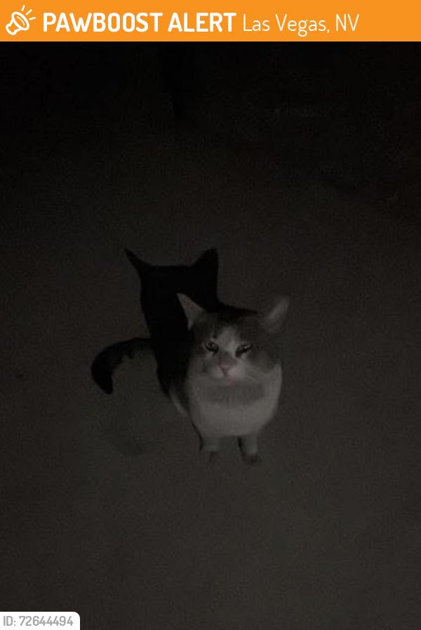 Found/Stray Unknown Cat last seen Near N Lamont St Las Vegas, NV  89115 United States, Las Vegas, NV 89115