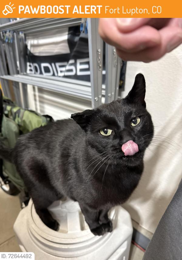 Found/Stray Unknown Cat last seen Alto St Fort Lupton , Fort Lupton, CO 80621