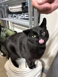 Found/Stray Unknown Cat last seen Alto St Fort Lupton , Fort Lupton, CO 80621