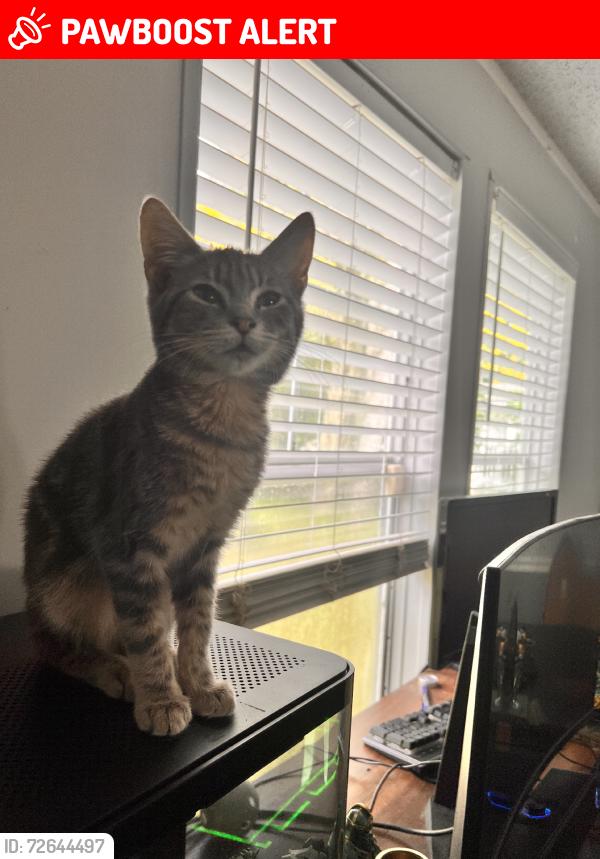 Lost Female Cat last seen Aries Dr, Bellair-Meadowbrook Terrace, FL 32073