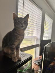Lost Female Cat last seen Aries Dr, Bellair-Meadowbrook Terrace, FL 32073