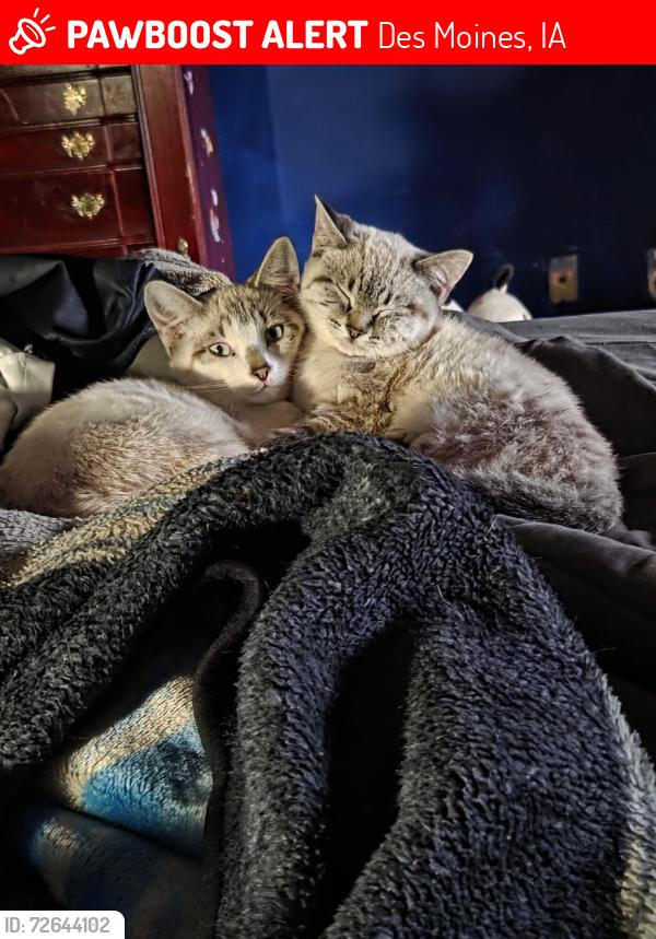 Lost Female Cat last seen Over behind DAV thrift store, Des Moines, IA 50317