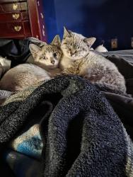 Lost Female Cat last seen Over behind DAV thrift store , Des Moines, IA 50317