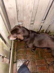 Found/Stray Unknown Dog last seen Hillsboro Pike and Lombardy, Nashville, TN 37215