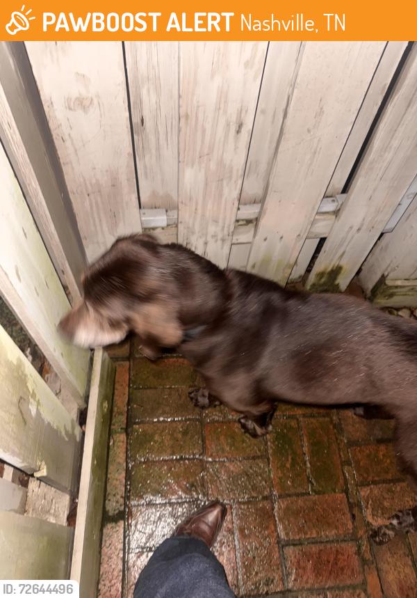 Found/Stray Unknown Dog last seen Hillsboro Pike and Lombardy, Nashville, TN 37215