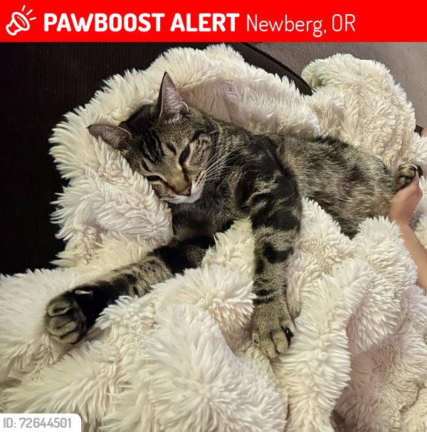 Lost Male Cat last seen Jaquith Park , Newberg, OR 97132
