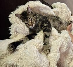 Lost Male Cat last seen Jaquith Park , Newberg, OR 97132