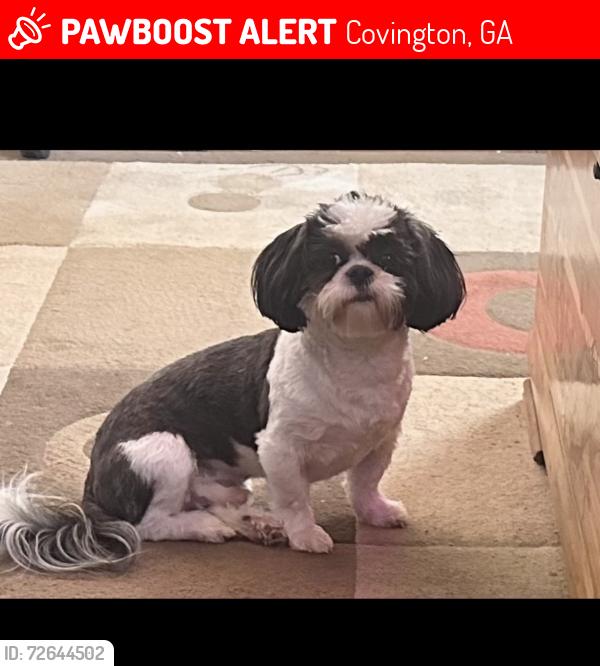 Lost Male Dog last seen Between Covington bypass and highway 81/salem rd , Covington, GA 30016